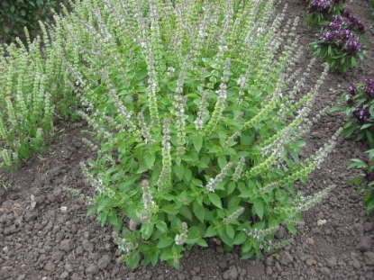 Picture of Organic Basil Lemon